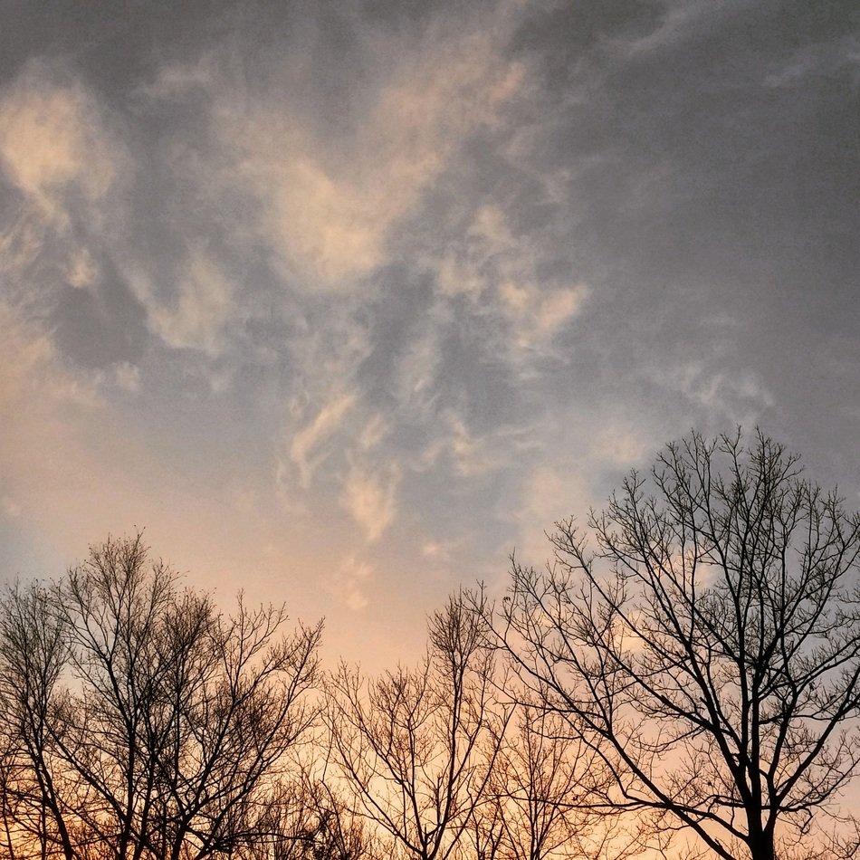 Trees and beautiful sky