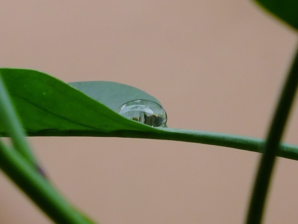Big drop on a leaf