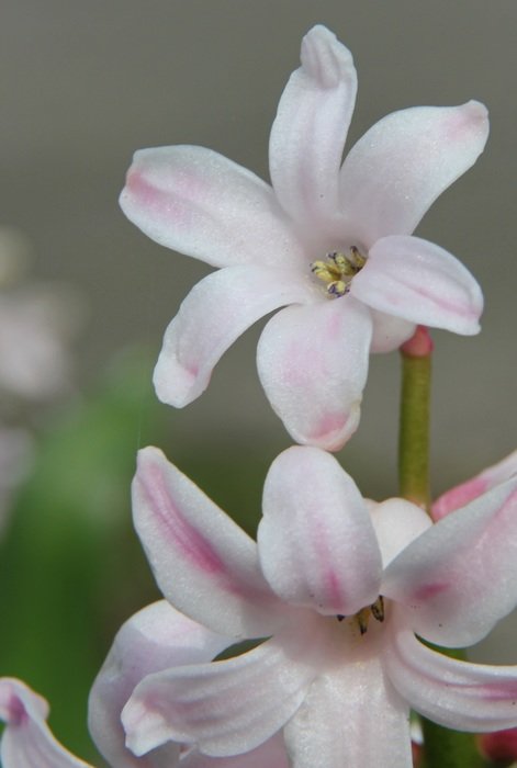 white and pink flower closeup