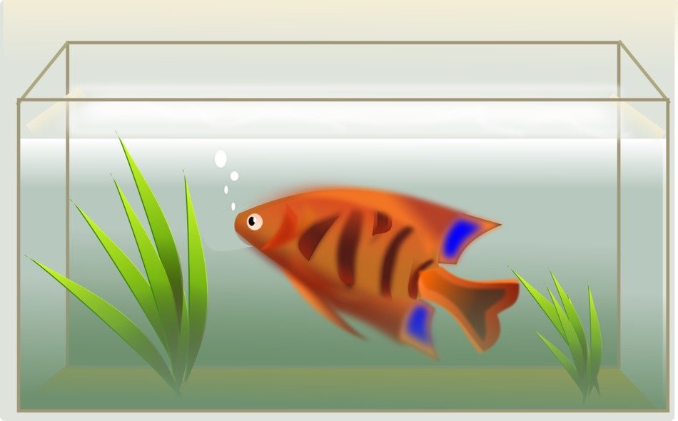 drawn fish in the aquarium