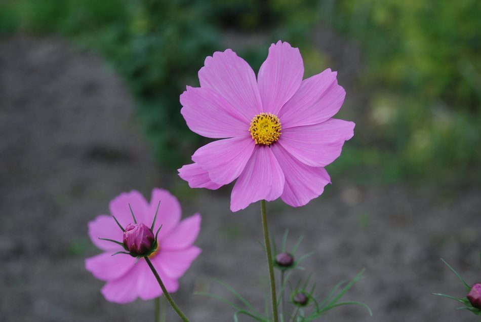 Photo of purple flowers