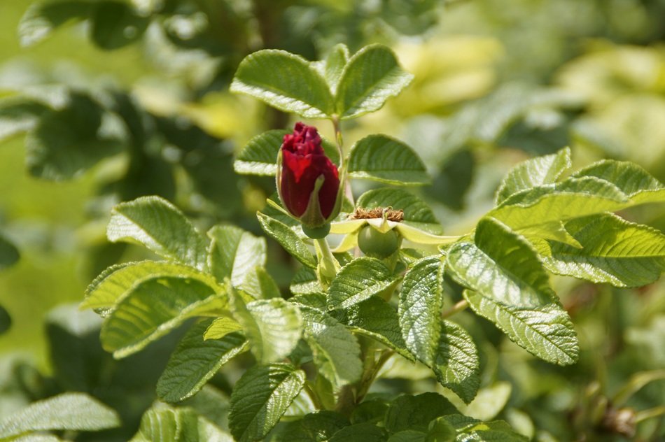 red dog tose bud