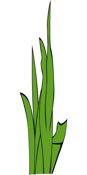 Green grass on a white background