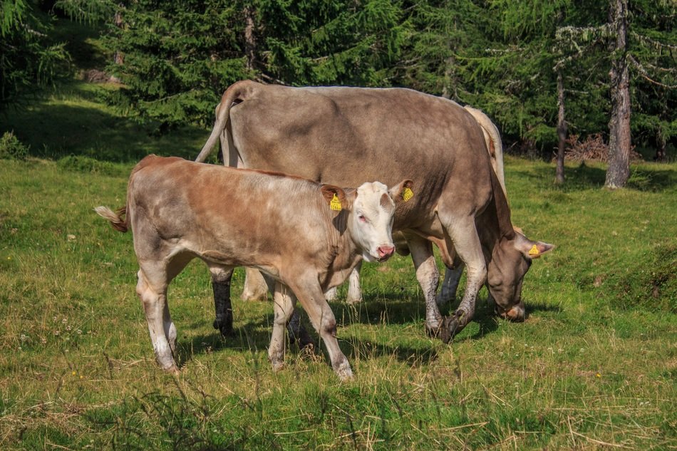 cow and calf is walking in the forest