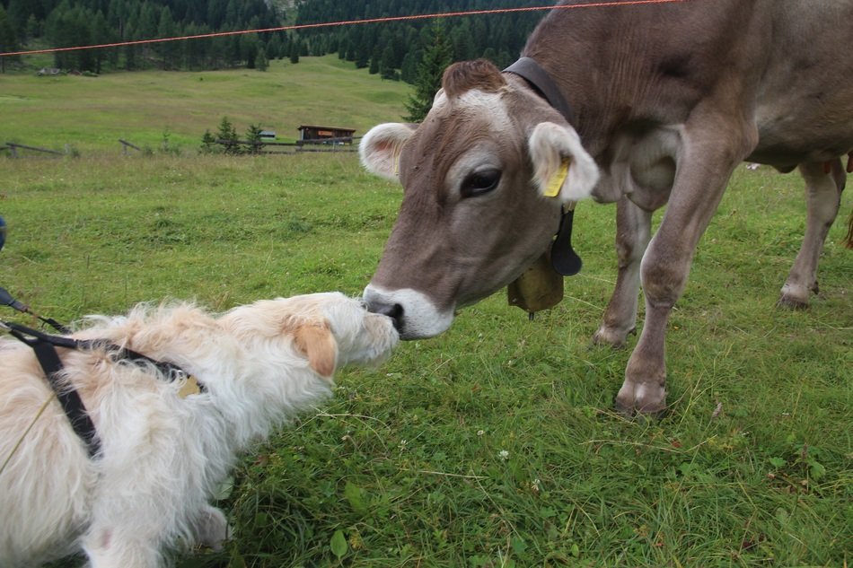 dog and cow kissing