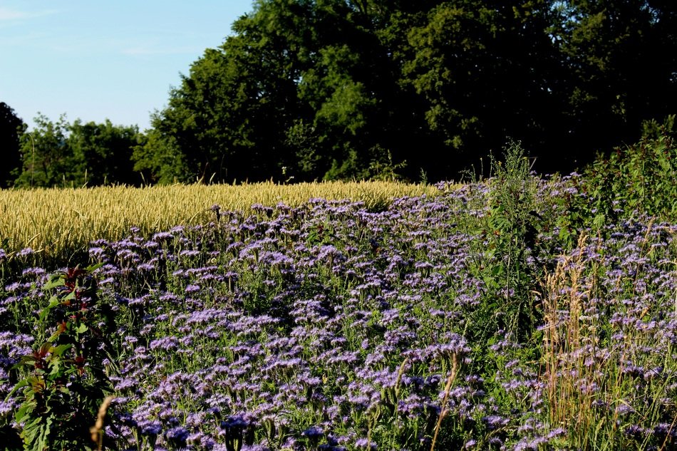 Flowers on the field near the forest