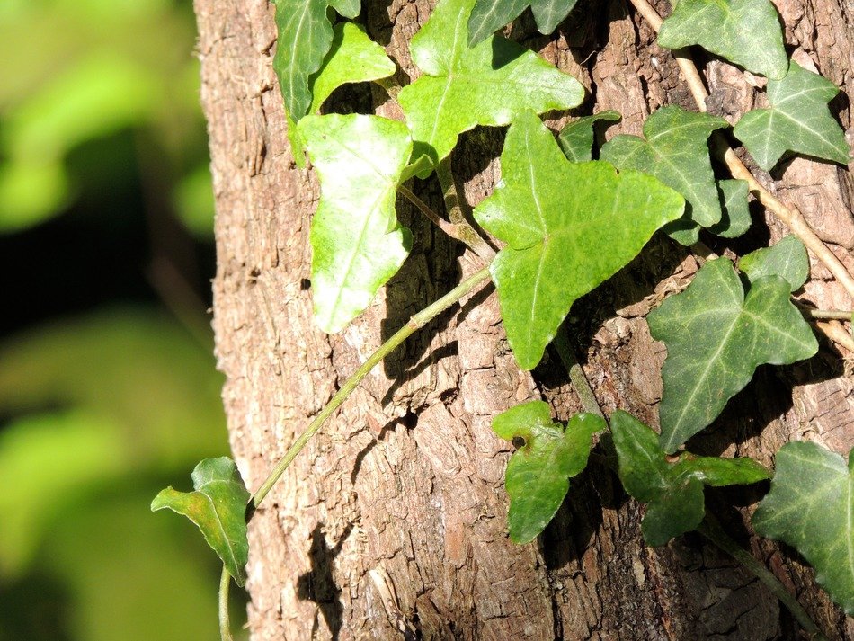 Climbing plant on a tree trunk close-up on blurred background