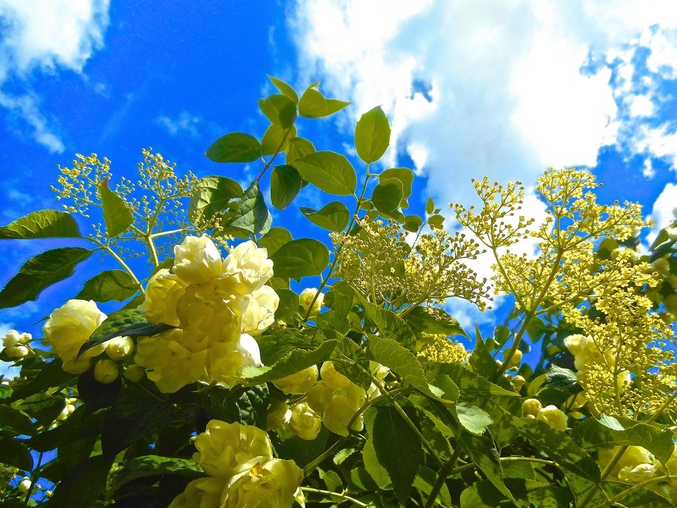 flowering bush in summertime