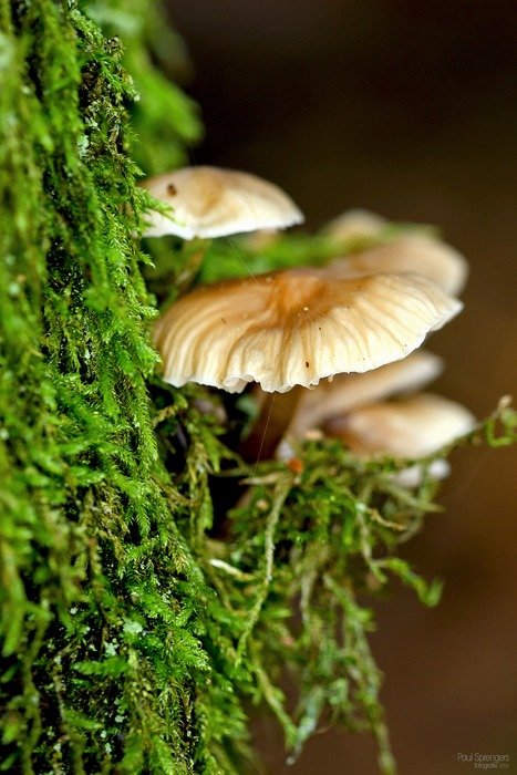 glaring mushroom forest