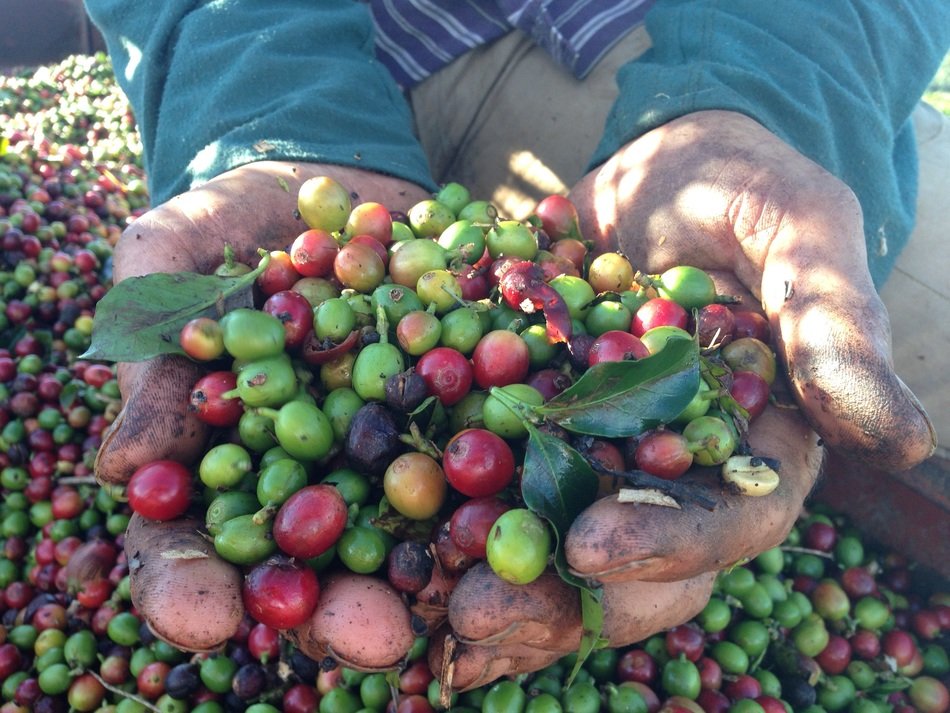 Coffee harvest in farmer's hands