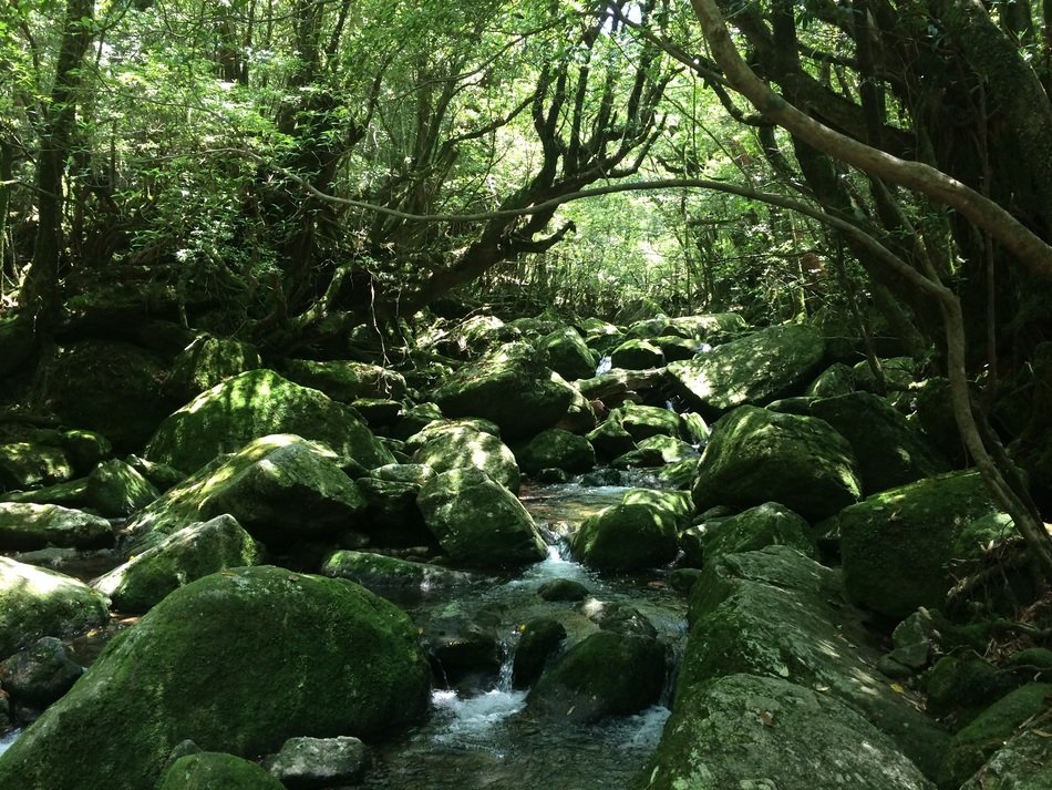 A stream on the stones on the island of Yakushima