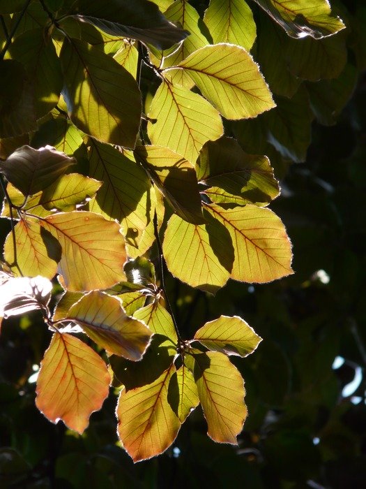 leaves Beech leaves in bright light