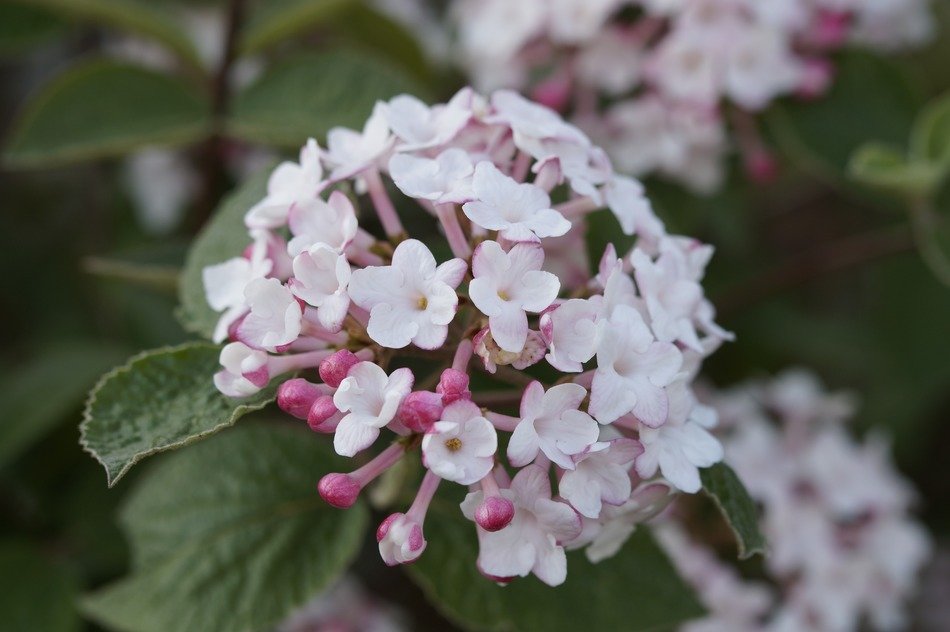 white blossoms on a bush in summer