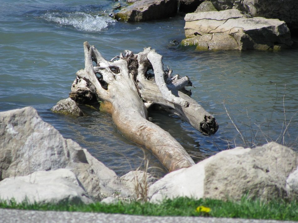 driftwood at stones in river