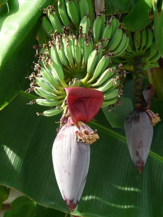 bracts and small bananas on the tree