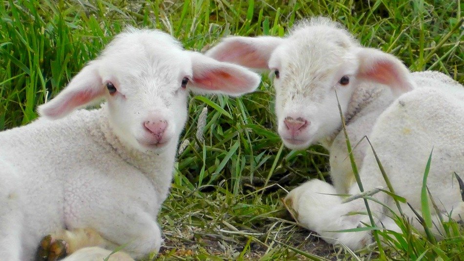 picture of the white lambs