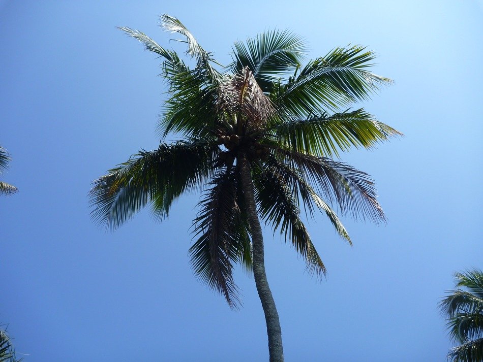 tropical palm tree and blue sky