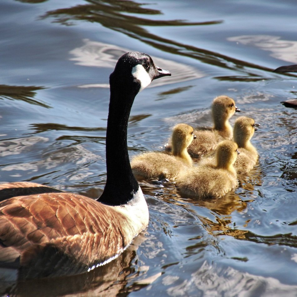 fabulous goose family