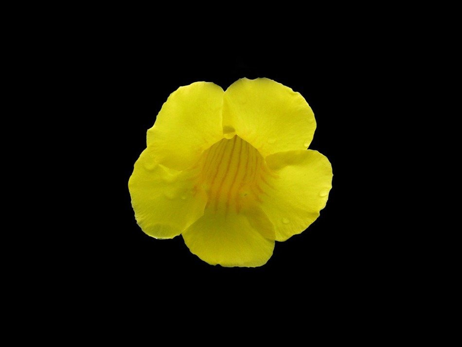 yellow small flower on black background