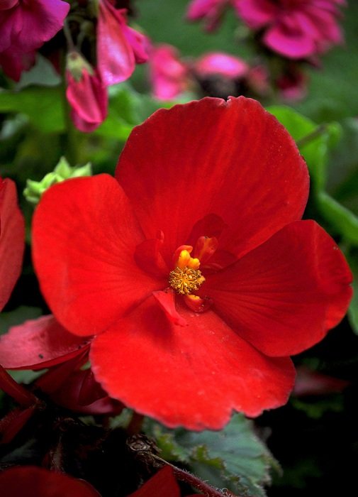 Picture of the red flower