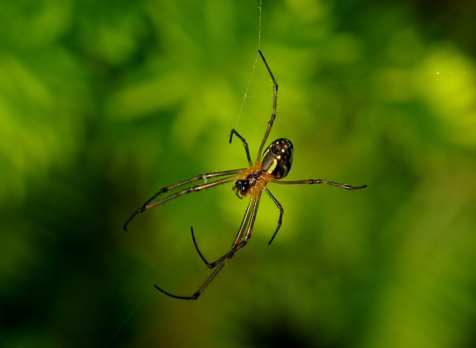 long-jawed orb weaver close-up on blurred background