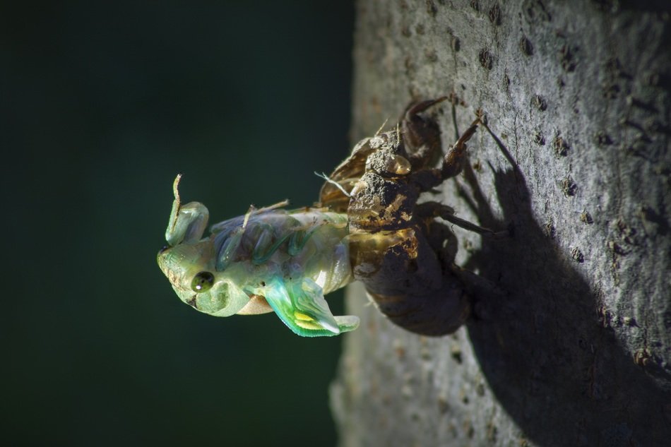 Macro photo of the green bug