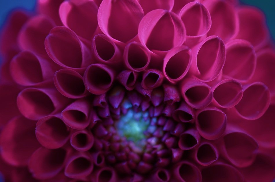 macro view of red bud of a flower