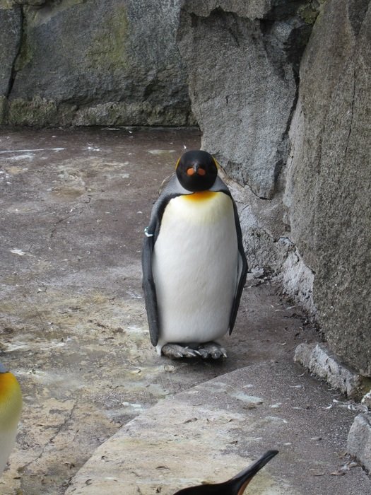 penguin in the wildlife