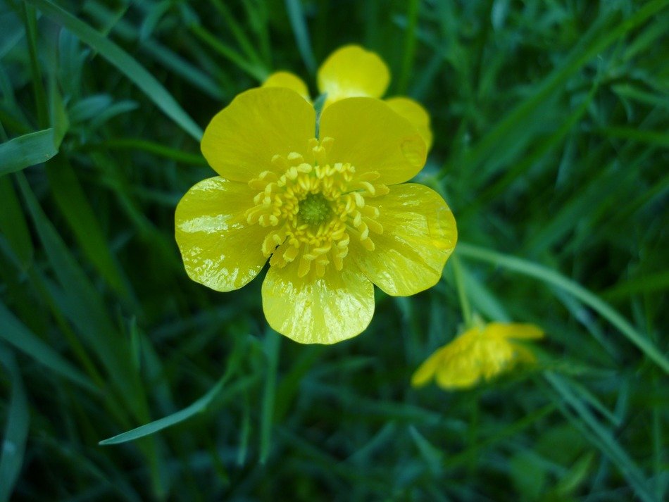 closeup photo of small yellow flower in the grass