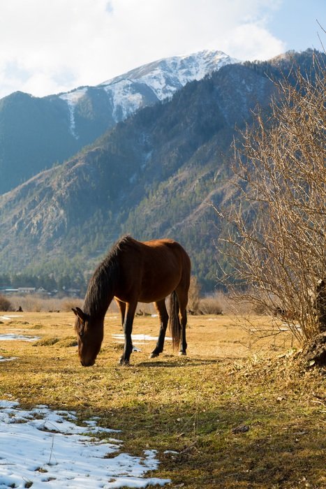 horse on a pasture in winter