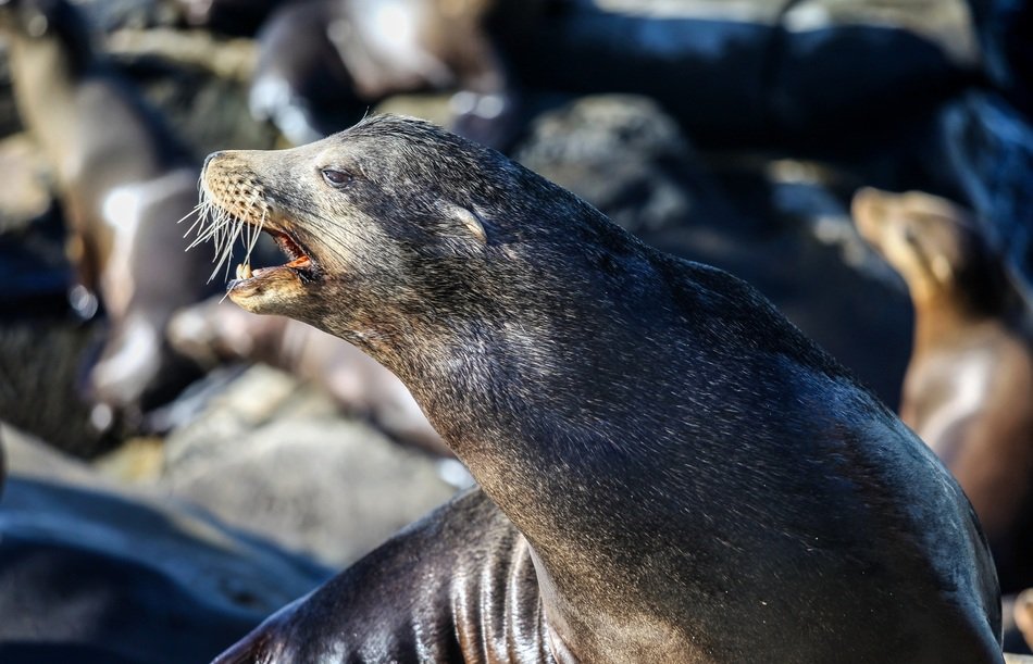 picture of the wild seals