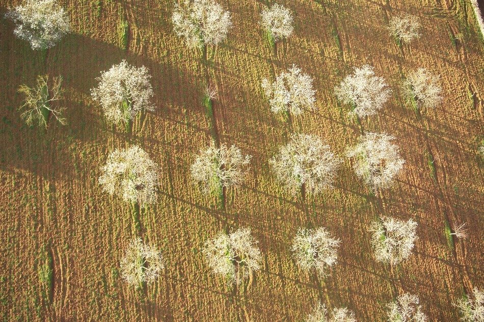 top view of trees