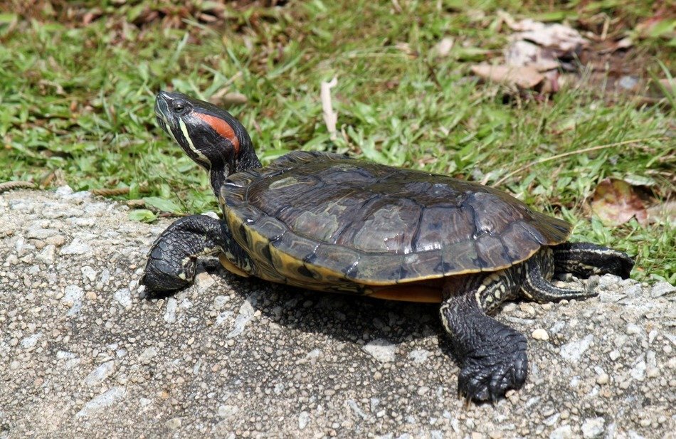 extraordinarily beautiful tortoise