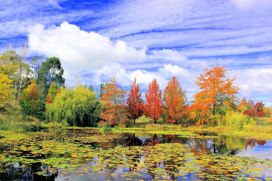 autumn forest near lake colorful landscape