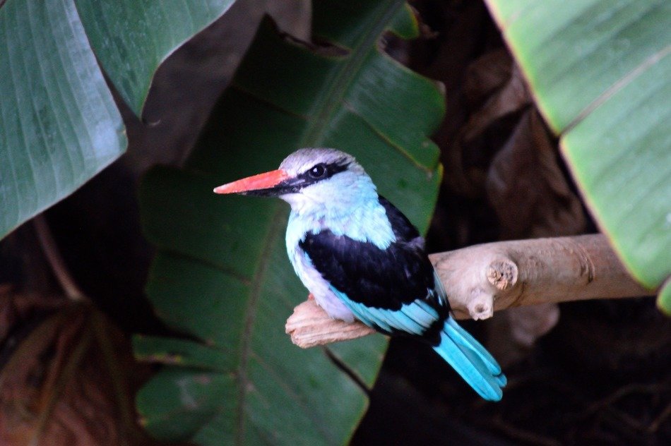 kingfisher exotic colorful bird on branch