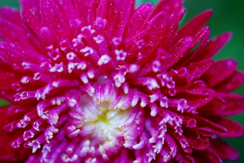 Macro photo of the white and pink flower
