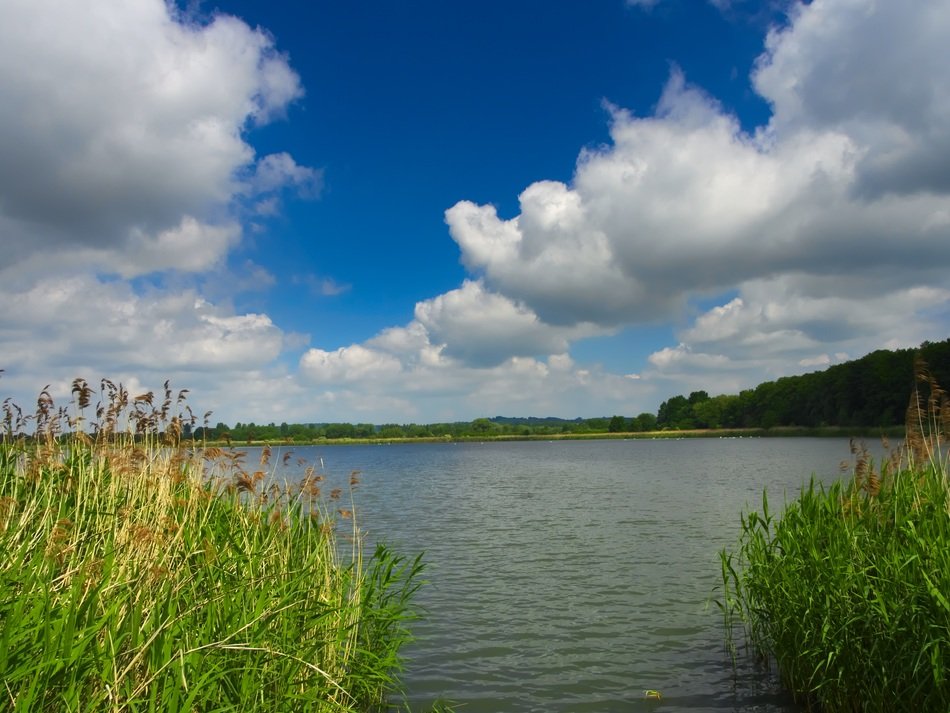 green grass by the lake under blue sky