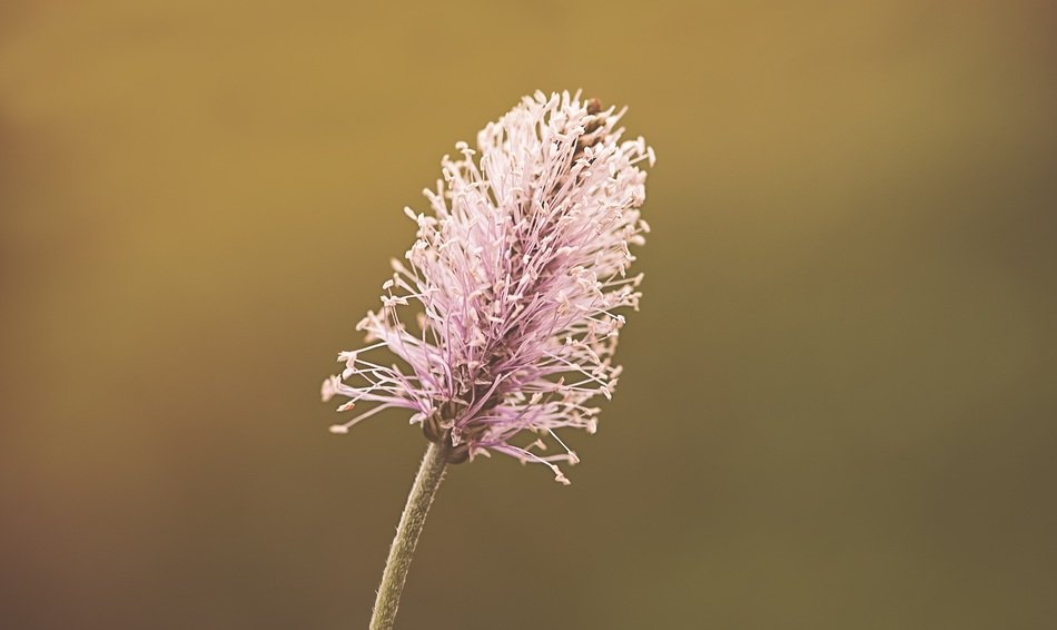 plantain blossom