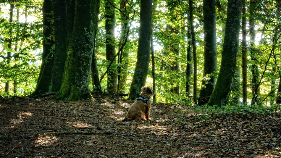 animal in the forest in the reserve