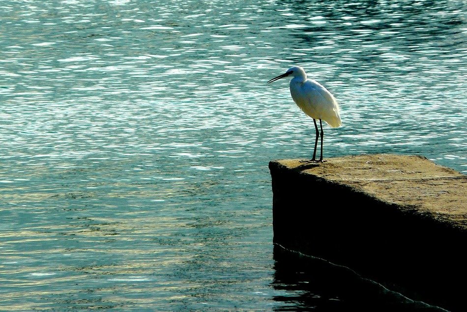 little heron near the water