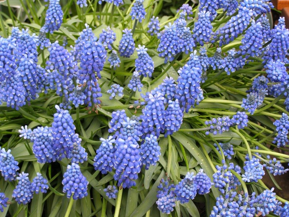 blue hyacinths in the grass