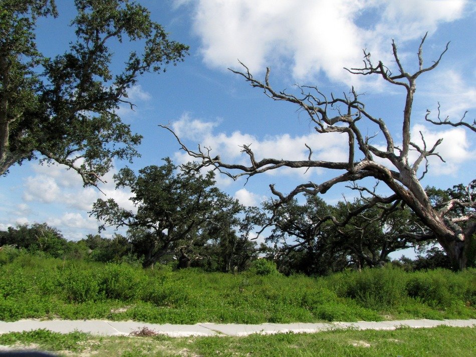 Picture of Oak trees in mississipppi