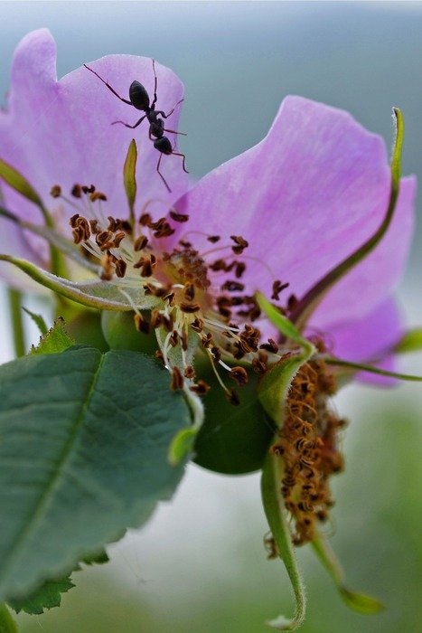 Colorful wild blossoming roses and insect