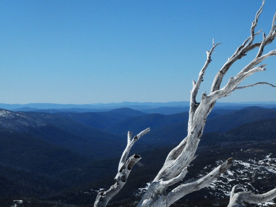 dead tree in peaceful mountains