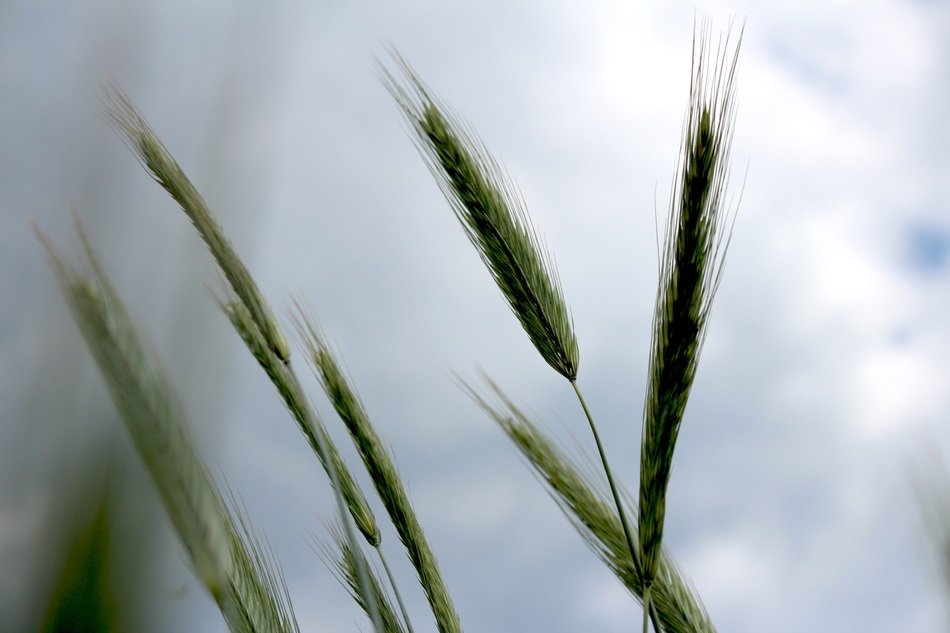 Grass in the summertime