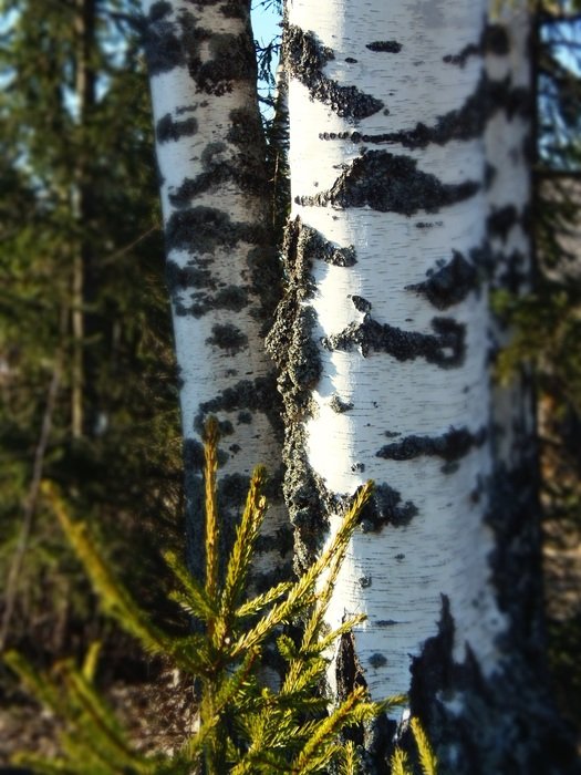 perfect silver birch tree