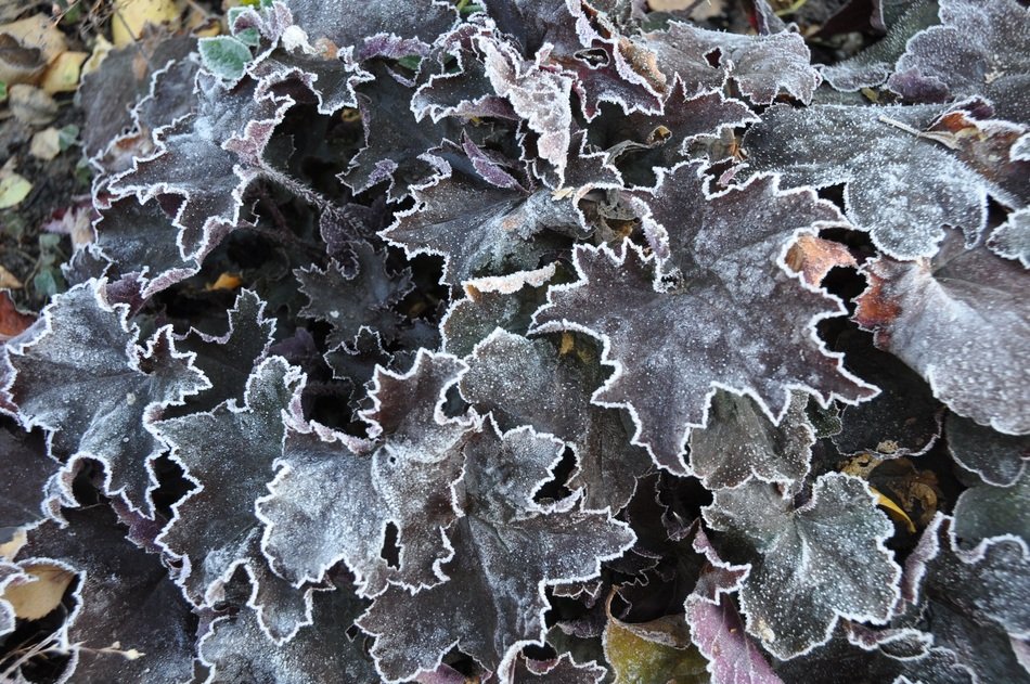 Hoarfrost on the leaves in winter