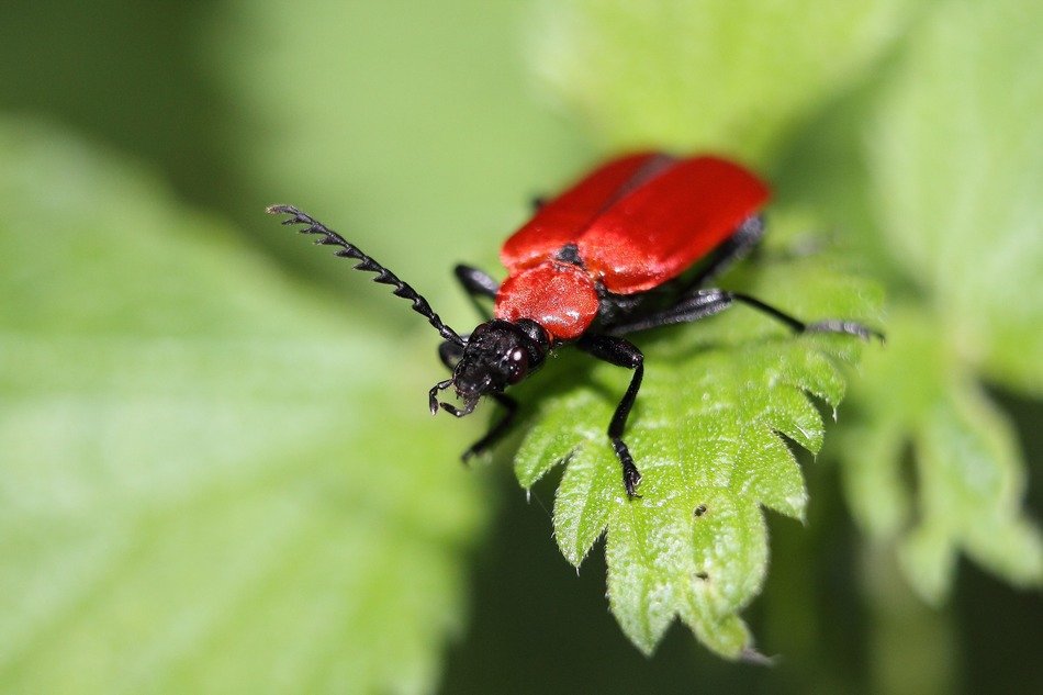 scarlet fire beetle on the leaf