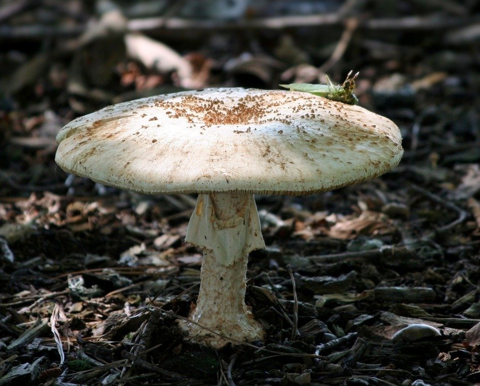 mushroom toad stool