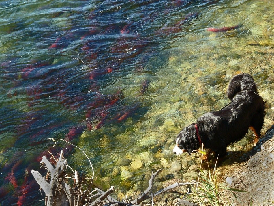 dog near the lake with salmon